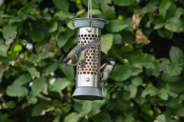 birds feeding on a feeder filled with food like peanuts © LDC