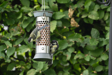 birds feeding on a feeder filled with food like peanuts © LDC