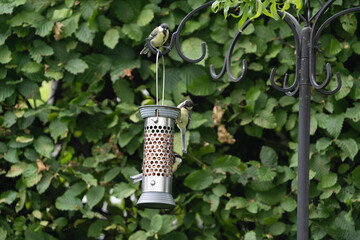 birds feeding on a feeder filled with food like peanuts © LDC