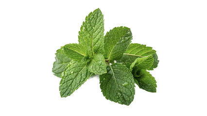 Bunch of fresh green mint leaves macro detail aromatic herb isolated on transparent background © Leo