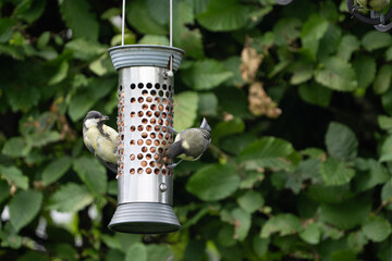 birds feeding on a feeder filled with food like peanuts © LDC