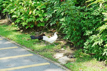 Backyard Chickens Near Lush Greenery Urban Wildlife Scene © Jimmy