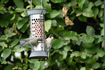 birds feeding on a feeder filled with food like peanuts © LDC