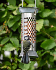 birds feeding on a feeder filled with food like peanuts © LDC