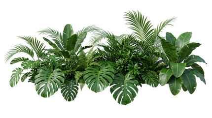 Dense tropical foliage arrangement on isolated background © Isolated Hub