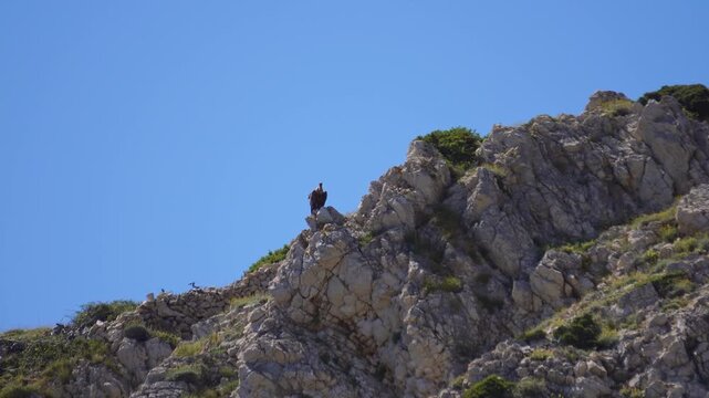 above Mali Bok beach a Griffon vulture standing proudly on rocky cliffs against a clear blue sky, basking in the sun in its natural habitat in the Adriatic Sea on Cres Island in Croatia