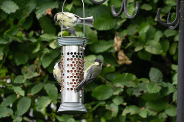 birds feeding on a feeder filled with food like peanuts © LDC