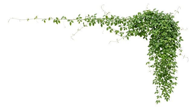 Green vine with leaves trailing and on isolated background