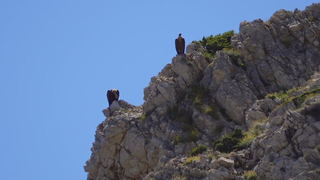 Griffon vulture resting freely in a clear blue sky above rugged, rocky cliffs and green vegetation of Mali Bok Beach on Cres Island, Croatia, showcasing wildlife and freedom in Cres Island of Croatia