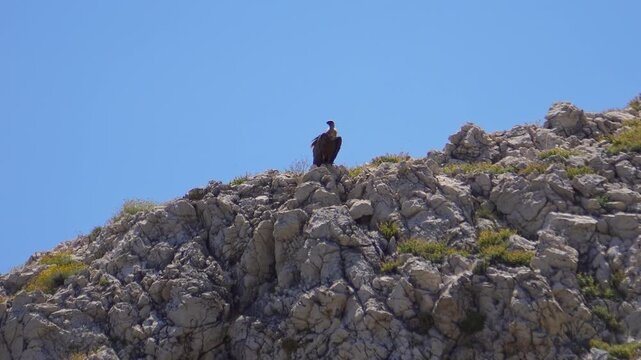 Griffon vulture with blue sky above the rugged cliffs and green vegetation of Mali Bok Beach on Cres, Croatia, embodying wildlife, freedom, and natural beauty in Cres Island of Croatia