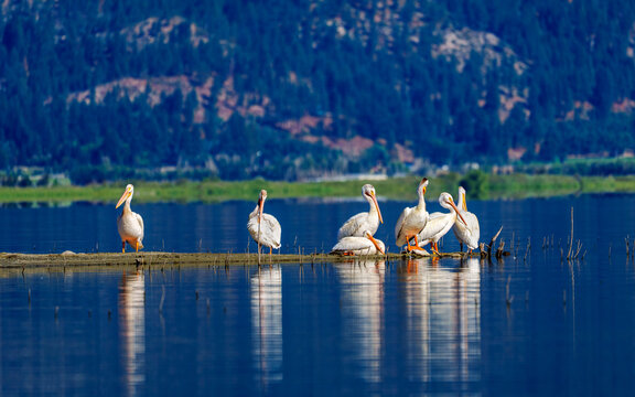 Flock of American White Pelicans, Pelecanus erythrorhynchos, in Washoe Lake located between Reno and Carson City Nevada