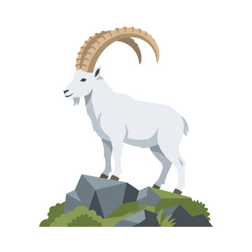 2D Flat Vector Illustration of a White Mountain Goat or Alpine Ibex with Large Curved Horns Standing on Rocky Terrain Isolated on White Background