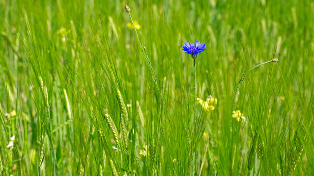 The cornflower, Centaurea cyanus was formerly considered field weeds. The cornflower is a medicinal plant. beautiful delicate meadow flower. blooms in blue, on a green background of a wheat field