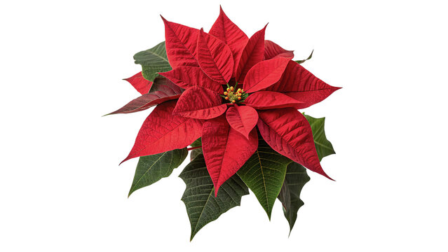 Potted red poinsettia flower traditional Christmas eve plant decorative ornament isolated on transparent background