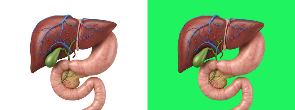 Human digestive system anatomy liver and gallbladder 3D render