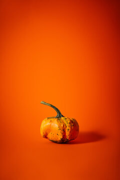 Small decorative orange pumpkin on vibrant monochrome background with copy space
