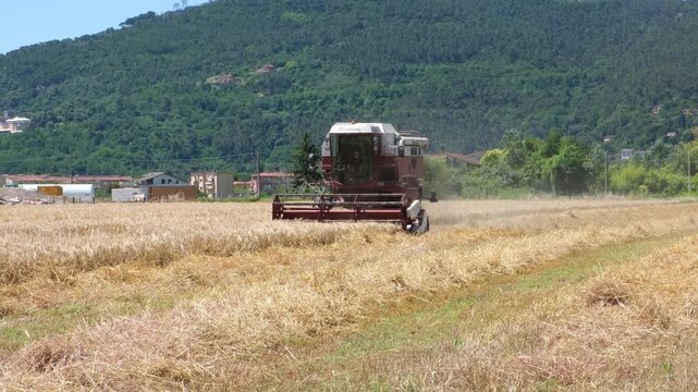 Combine harvester cutting ripe wheat in rural Liguria, Italy, collecting grain during the summer harvest with mountains and countryside in the background. Agriculture concept, agribusiness.