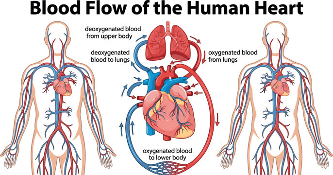 Blood Flow of the Human Heart Diagram Vector Illustration Showing Oxygenated and Deoxygenated Systemic Circulation for School Biology Medical Infographics