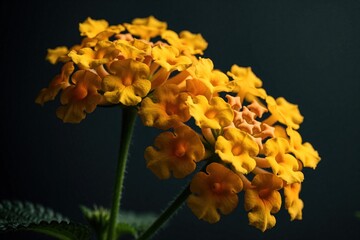 Fototapeta premium Close up macro shot of bright yellow lantana flowers. Small orange blossoms bloom on green stem against dark background. Tropical summer flora grows in garden. Beautiful nature plant details show
