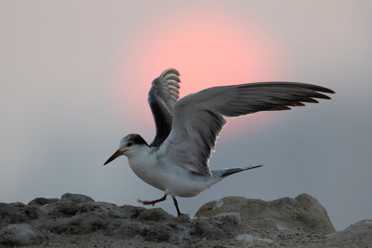 A backlit image of juvenile White-cheeked Tern perched on a rock and dramatic sunrise at Tubli