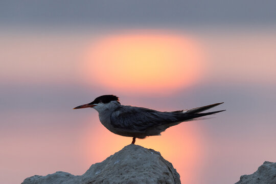 A backlit image of White-cheeked Tern perched on a rock and dramatic sunrise at Tubli bay, Bahrain