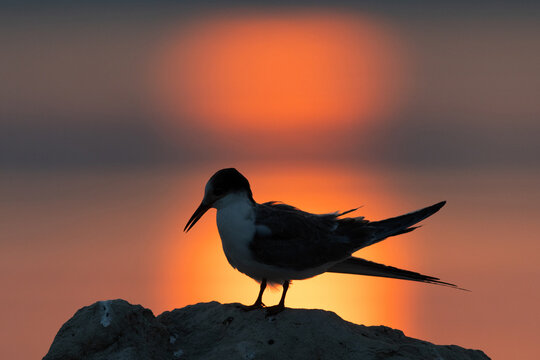 A backlit image of juvenile White-cheeked Tern perched on a rock during sunrise at Tubli bay, Bahrain