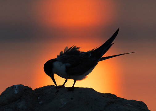 A backlit image of juvenile White-cheeked Tern perched on a rock during sunrise
