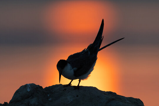 A backlit image of juvenile White-cheeked Tern perched on a rock during sunrise at Tubli bay, Bahrain
