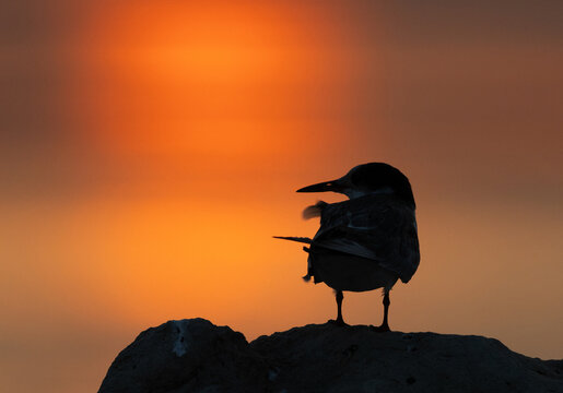 Silhouette of White-cheeked Tern during sunrise, Bahrain