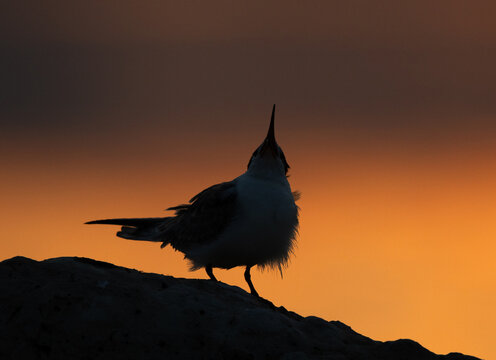A backlit image of juvenile White-cheeked Tern calling for food  during sunrise at Tubli, Bahrain
