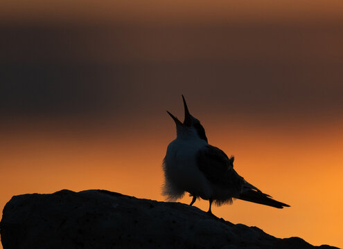 A backlit image of juvenile White-cheeked Tern calling for food  during sunrise at Tubli bay, Bahrain