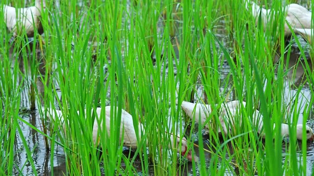 White Ducks Foraging for Food in Green Flooded Paddy Rice Field