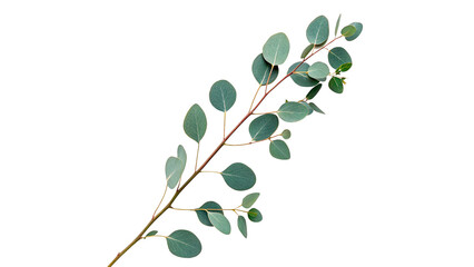 Fresh green eucalyptus plant branch sprig delicate aromatic leaves isolated on transparent background © Fletcher-photo