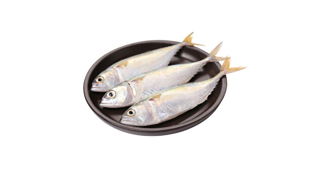 Fresh raw mackerel fish arranged on a dark plate isolated on black background