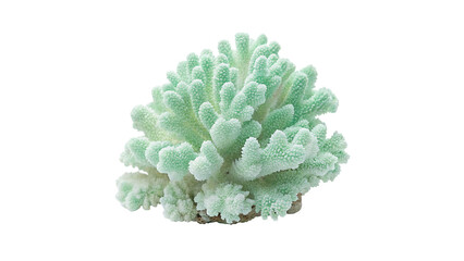 Naklejka premium Single fresh green sea coral piece underwater ocean reef fauna isolated on transparent background
