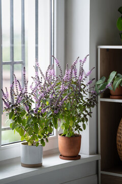 Two flowering Thai basil plants grow together on sunny apartment windowsill, displaying decorative purple blooms and creating aromatic edible greenery for cozy urban gardening and home cooking.