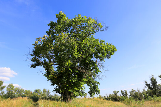 A majestic green tree standing alone in a vast sunlit meadow under a clear blue summer sky