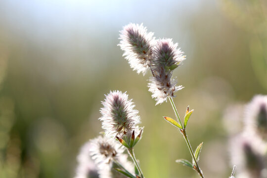 Soft fluffy rabbitfoot clover flowers blooming in a sunlit meadow during the summer season