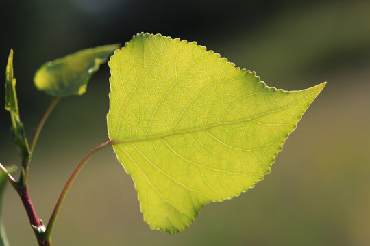 Bright green poplar leaf backlit by sunlight showing intricate veins and a serrated leaf edge