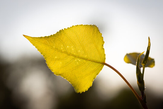A single vibrant yellow leaf illuminated by soft sunlight against a blurred natural background