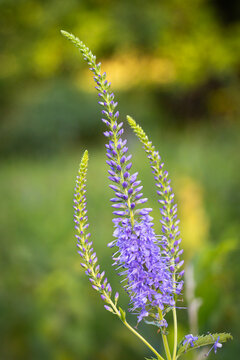 Spiked speedwell flowers blooming in a lush garden with soft natural green background lighting