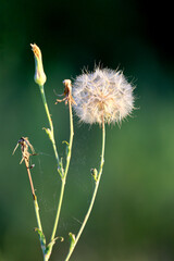 A delicate dandelion seed head with a spider web against a soft blurred green background © Pavlo Klymenko
