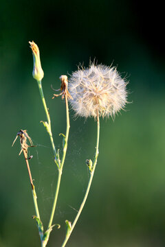 A delicate dandelion seed head with a spider web against a soft blurred green background