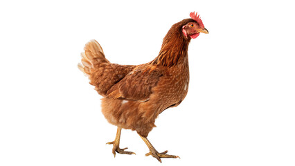 Single brown hen chicken standing domestic farm poultry bird isolated on transparent background © Daniel