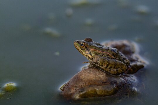 frog in the pond