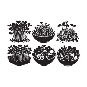 Microgreens Silhouette Collection, Fresh Sprouts, Microgreen Salad and Growing Tray Black Silhouette Vector.