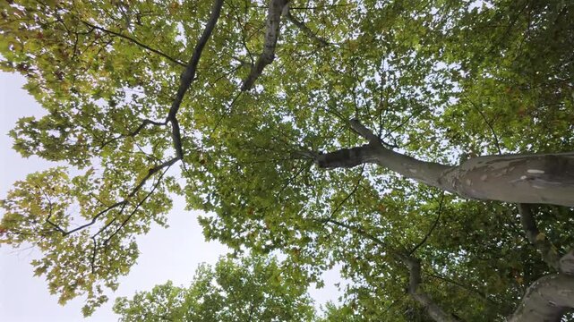 Upward view of mature plane trees with peeling bark and autumn-green foliage against overcast sky