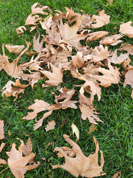 Dry brown fallen plane tree leaves scattered on green grass lawn in outdoor city park. Top-down view of early autumn foliage on ground. Nature, seasonal change and ecology concept.