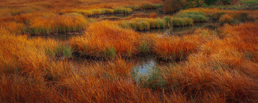 Autumn tranquil marshland pond landscape at Chester Creek Trail with gold colored water grass in Anchorage, Alaska, USA.