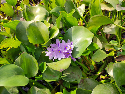 Purple water hyacinth flowers blooming among large green rounded leaves on water surface. Bright sunlight highlights aquatic plant. Botany, ecology and wetland nature concept.